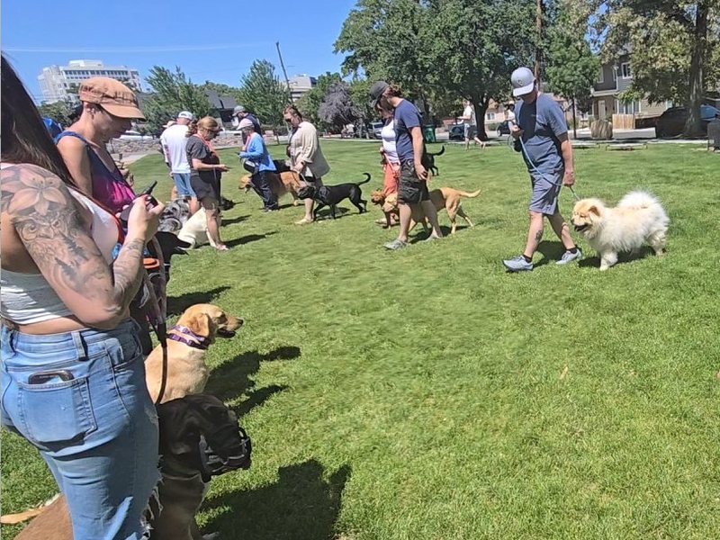 Pack walk at the park