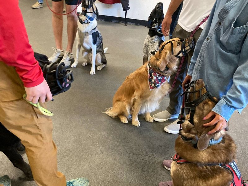 Reactive dog rehab in action