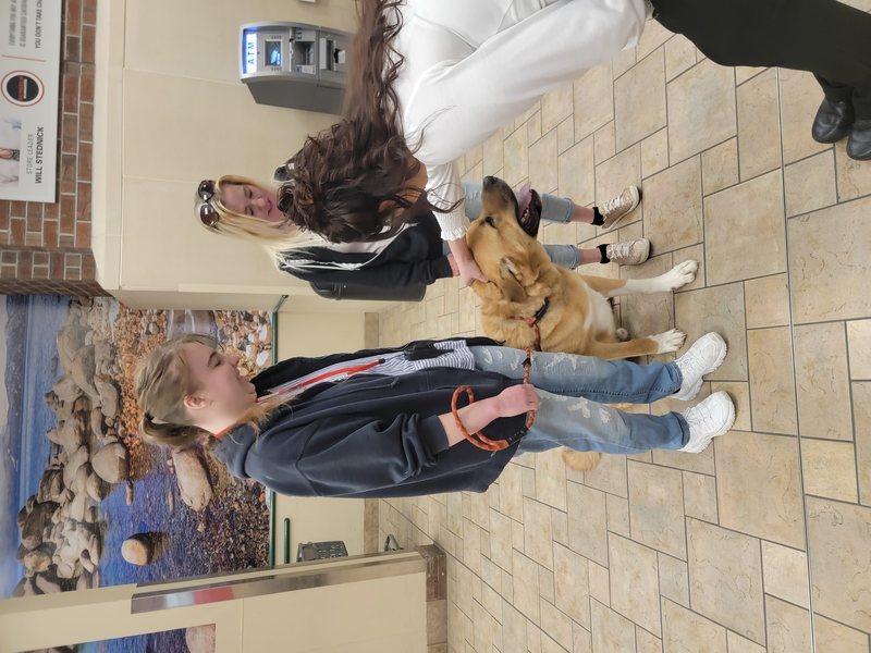 My Dog Barks and Jumps at Everyone Who Comes Over — Even Family