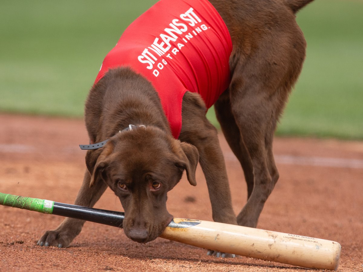 Lambo, the Las Vegas Aviators bat dog, retrieving a bat